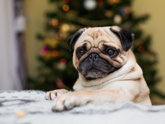 Zamiast stresować zwierzęta, zadbaj o ich komfort