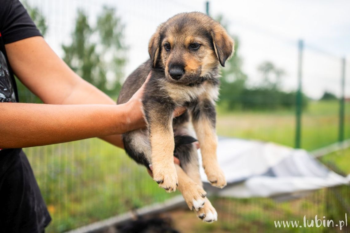 TOZ szuka wolontariuszy TOZ szuka wolontariuszy